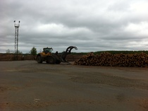 Iisveden Sahalle tuotuja kuusitukkeja lajitellaan kasohin