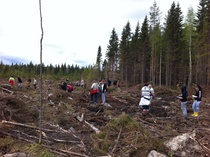 8-luokkalaiset levittäytyivät hakkuuaukealle istuttamaan taimia