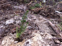 Pieni kuusentaimi valmiina kasvamaan isoksi puuksi